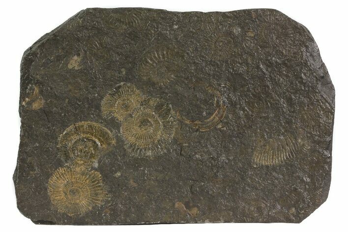 Dactylioceras Ammonite Cluster - Posidonia Shale, Germany #79304